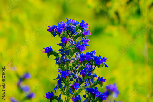 Gewöhnliche Natternkopf