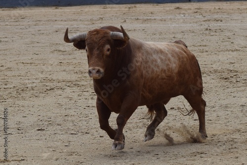 toro bravo en el campo