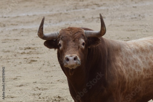 toro bravo en el campo