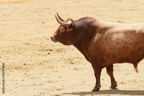 toro bravo en el campo