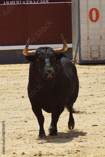 toro bravo en el campo