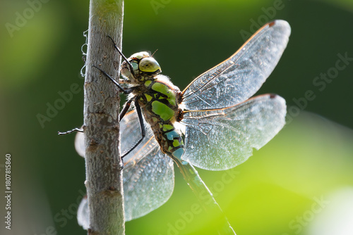 Obraz na płótnie A Dragonflie (Aeshna Or Mosaic Darners) Sits On A Branch