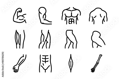 Muscle Anatomy Icons. Muscle anatomy study. Line icon set of muscle anatomy study: biceps, triceps, deltoid, pectoral, quadriceps, hamstring, calf muscle,