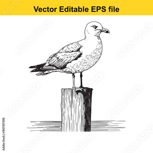 Handdrawn sketch of a seagull perched on a wooden post isolated on, capturing the essence of coastal wildlife