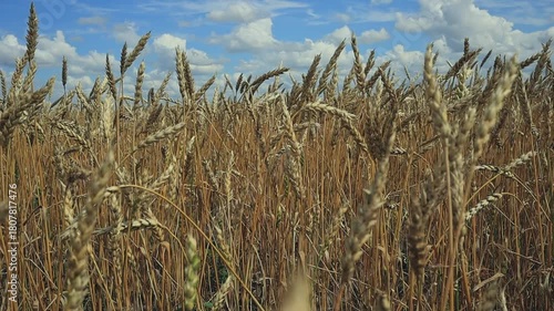 Field of ripe wheat ready for harvesting.