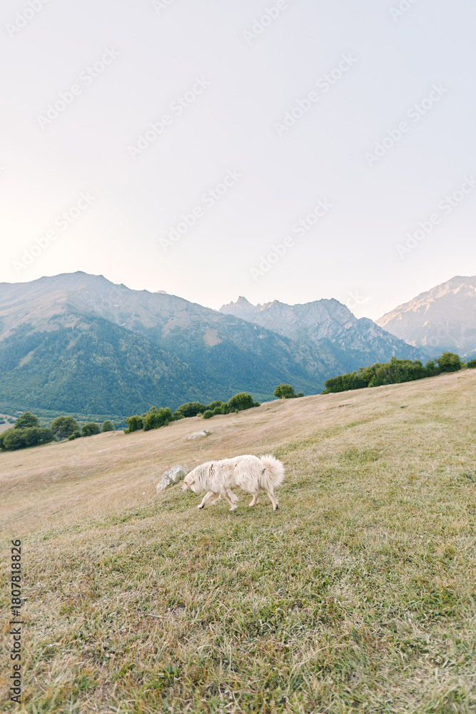 Fototapeta premium Sheep meadow mountains grazing field countryside pasture nature showcase a serene alpine landscape, two white sheep feeding on green grassy slope at sunrise with distant peaks.