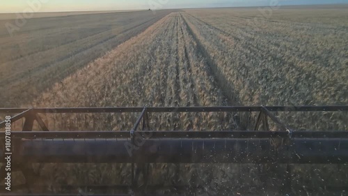 Harvesting. A combine harvester mows ripe wheat in a field. Agriculture.