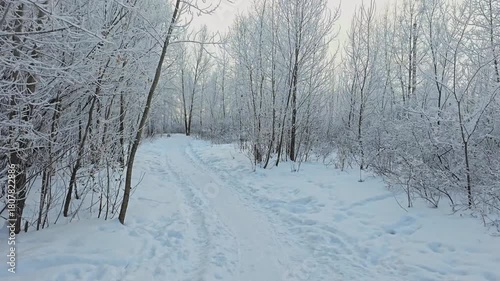 Winter forest covered with frost. Cloudy weather.