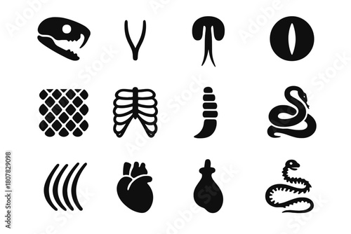 Snake Anatomy Icons. Snake Anatomy. Solid icon set of Snake Anatomy: skull, fangs, forked tongue, eye slit, scale texture, rib cage, tail rattle, muscle