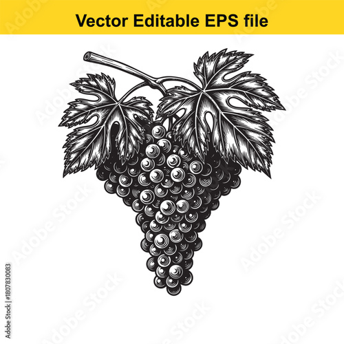 Hand drawn grapes isolated on sketch of grapes vector illustration of grapes grapevine with leaves grape branch with leaves
