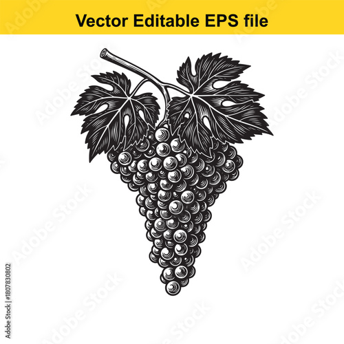 Detailed engraving of a grape bunch with leaves isolated on, ideal for adding a classic touch to any design or creative project