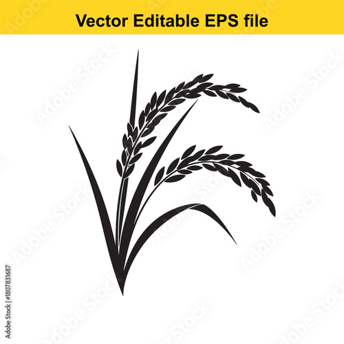 Silhouette of rice plant isolated on rice is the seed of the grass species oryza sativa or oryza glaberrima, cereal grain