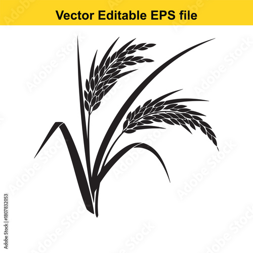 Silhouette of rice plant isolated on rice is the seed of the grass species oryza sativa or oryza glaberrima, cereal grain