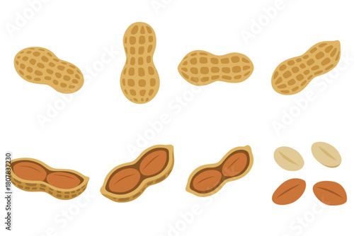 variety of peanuts Raw shelled peanuts of different shapes stand vertically isolated on white background.	