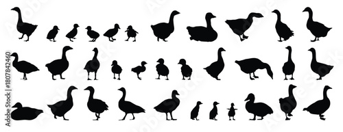 goose and gosling silhouette set. goose and gosling isolated farm animal silhouette icon vector collection