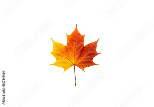 Maple Leaf Autumn Fall Yellow Orange Gradient PNG on Transparent Background