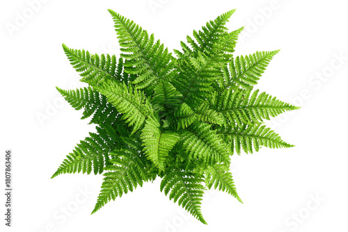 Overhead view of a lush fern plant.  Fresh green fronds radiate outward in a starburst pattern