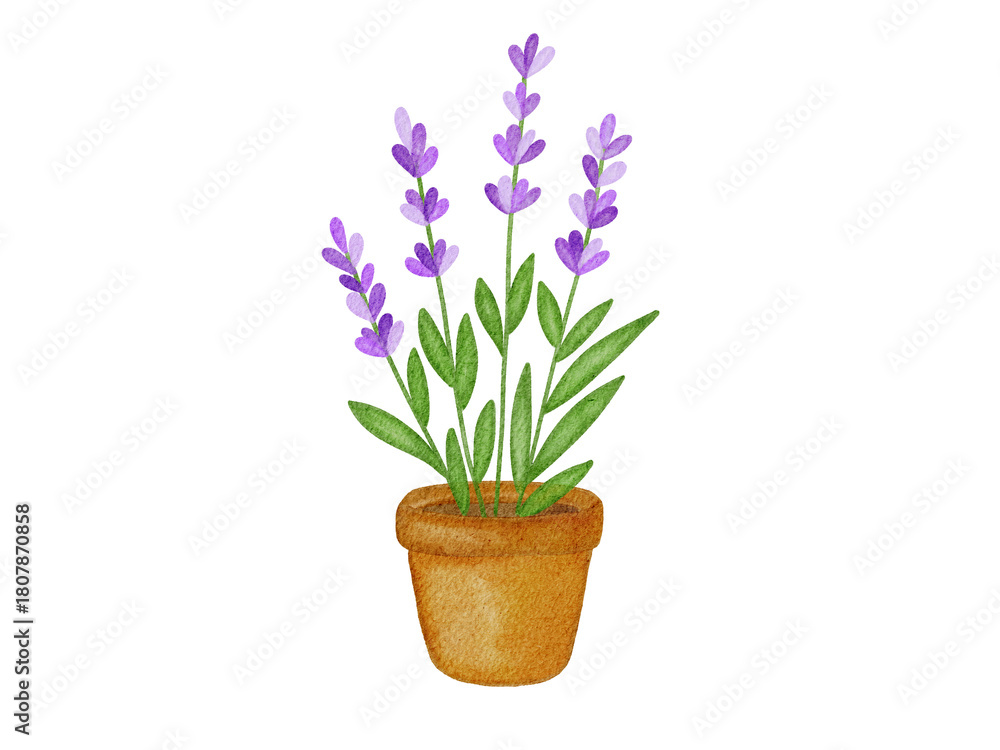 Obraz premium Watercolor lavenders in a pot illustration 