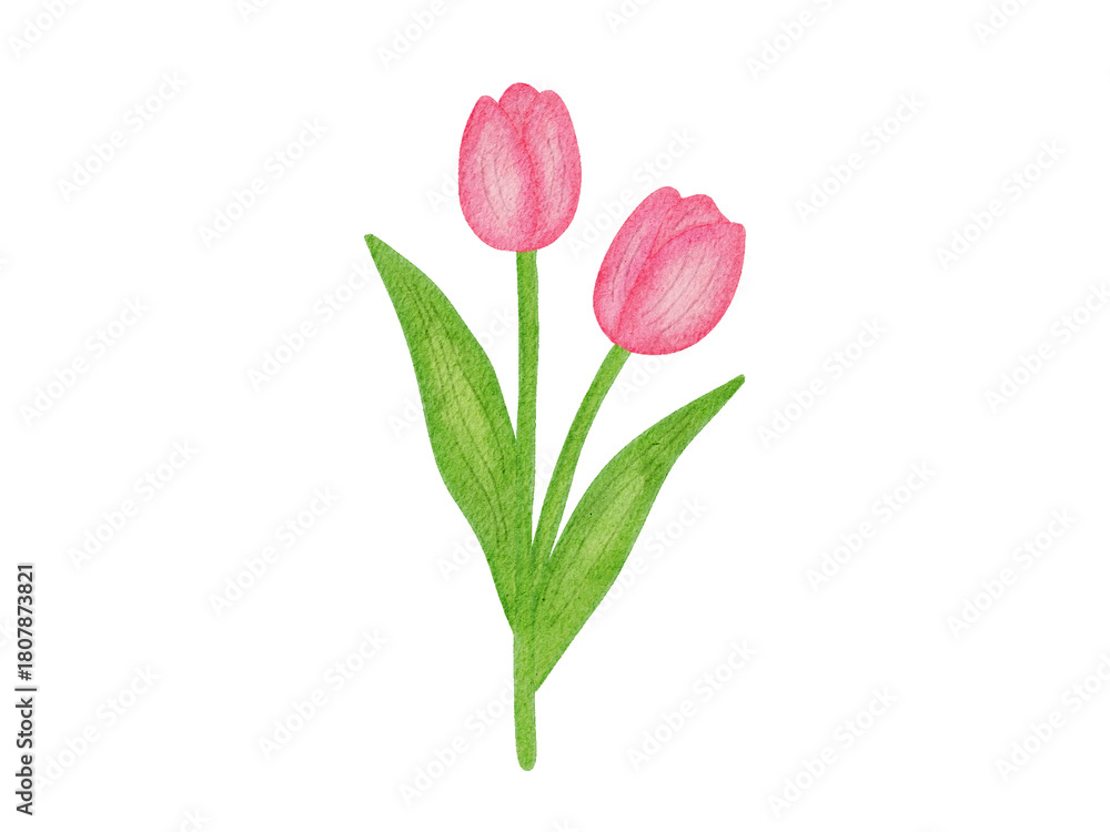 Fototapeta premium pink tulips illustration