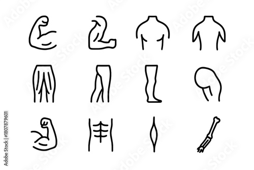 Skeletal Muscle Icons. Skeletal muscles. Line icon set of skeletal muscles: biceps, triceps, deltoid, pectoral, quadriceps, hamstring, calf muscle, gluteus,