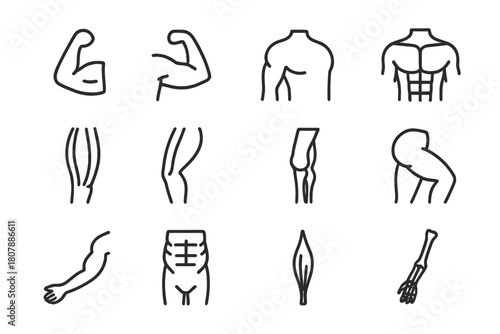 Fitness Anatomy Icons. Fitness anatomy. Line icon set of fitness anatomy: biceps, triceps, deltoid, pectoral, quadriceps, hamstring, calf muscle, gluteus,