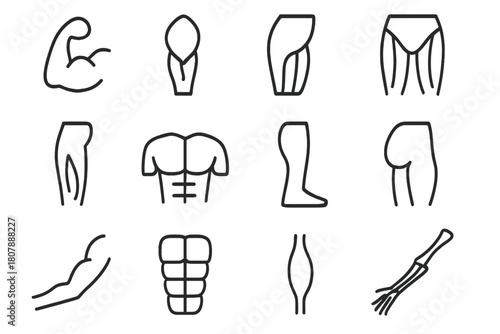 Human Muscle Icon Set. Human body muscles. Line icon set of human body muscles: biceps, triceps, deltoid, pectoral, quadriceps, hamstring, calf muscle,
