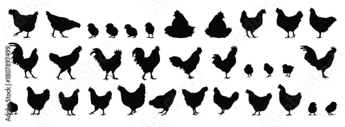 hen or chicken, rooster and chicks silhouette set. hen, rooster and chicks isolated farm animal silhouette icon vector collection