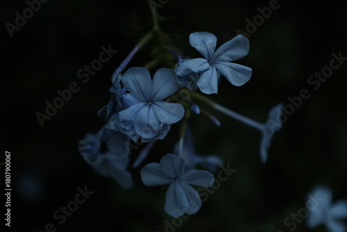 Foto Fleurs bleues de plumbago dans l’ombre
