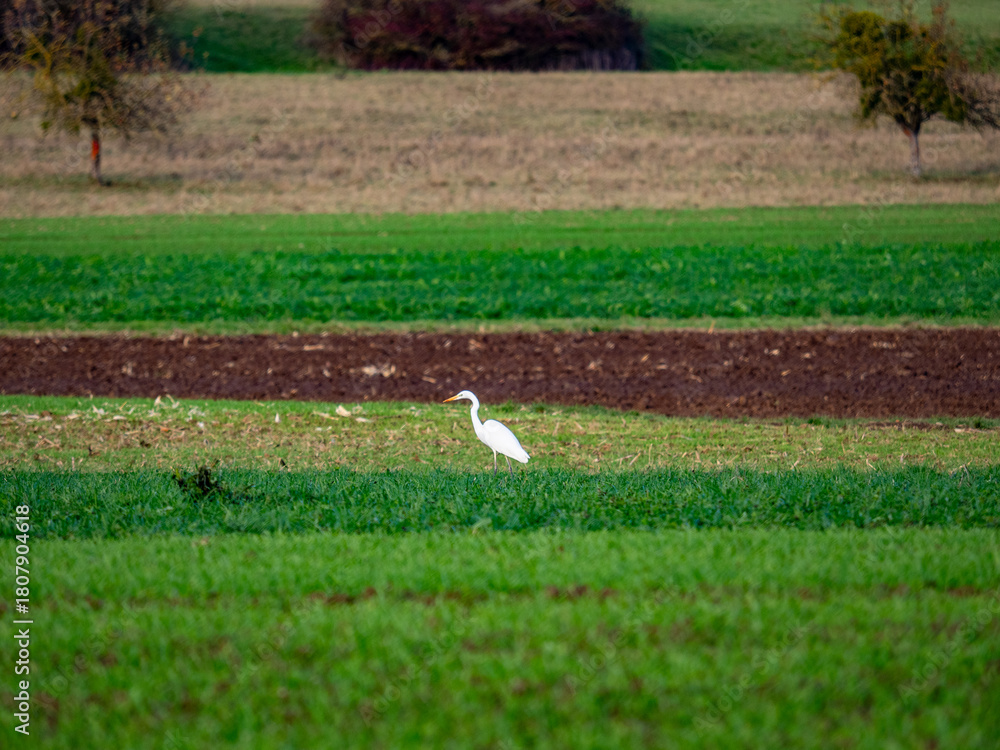 Naklejka premium Reiher auf einem Feld im Spätherbst