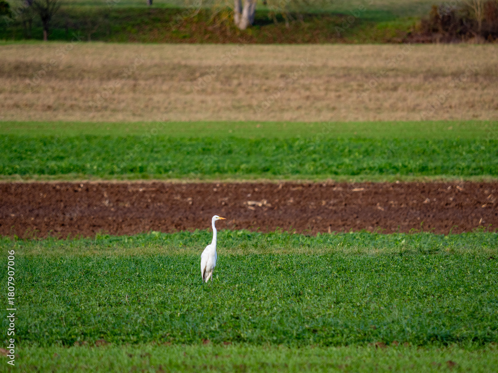 Naklejka premium Reiher auf einem Feld im Spätherbst