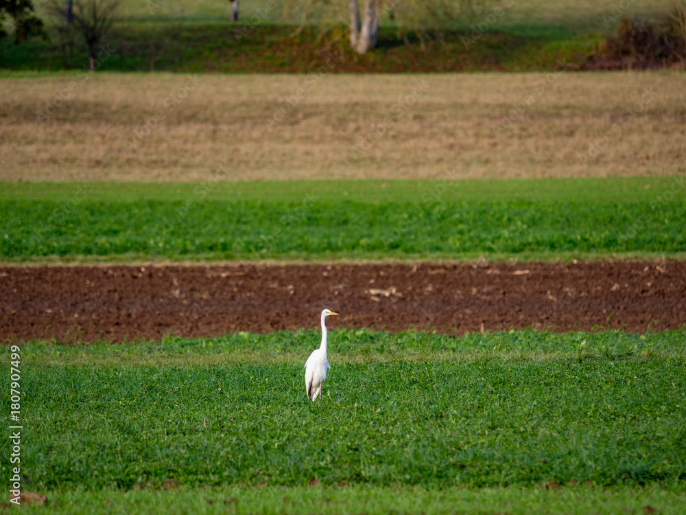 Naklejka premium Reiher auf einem Feld im Spätherbst