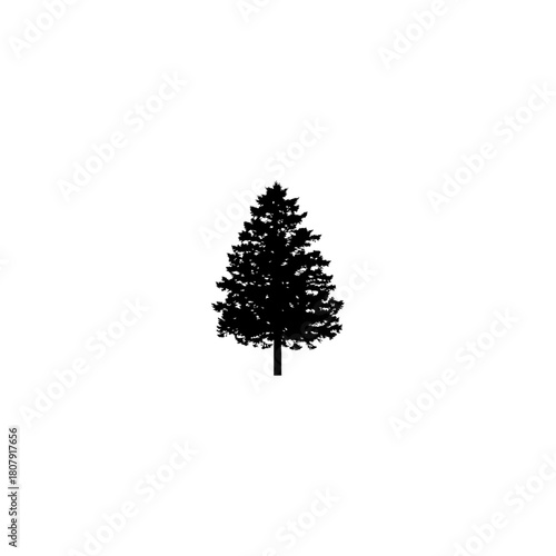 A silhouette of a pine tree with a conical shape and dense branches isolated on a white background plain scene