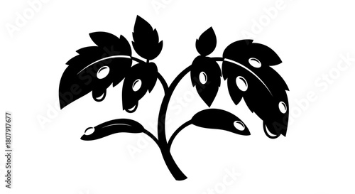 Black and white illustration of a plant with leaves and water droplets, a botanical drawing.