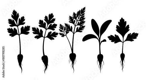 Silhouette illustration of various plant seedlings with roots, leaves, and stems, in black and white.