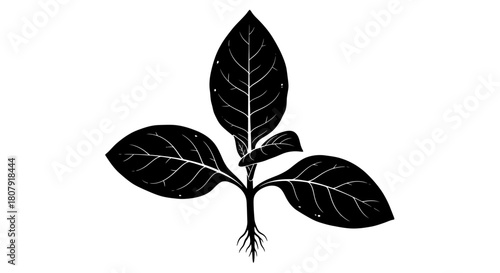 Illustration of a plant with three large leaves and visible roots, depicted in black and white with detailed vein patterns.