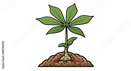 A detailed illustration of a young cassava plant with a palmate leaf sprouting from a tuber in the soil.