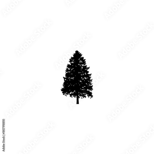 A silhouette of a coniferous tree with a distinct conical shape isolated against a white background view