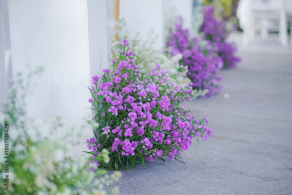 Fototapeta premium Purple flowers in a garden