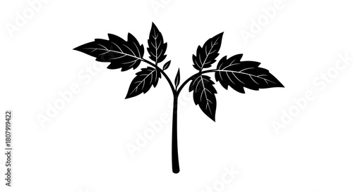 Black and white illustration of a young tomato plant with detailed leaves and stem.