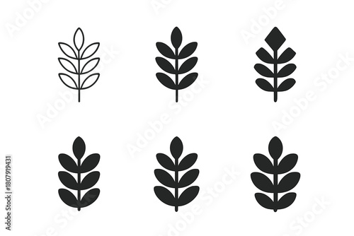 Acacia Logo Variations. Acacia. Icon set. Set Logo of Acacia: Acacia silhouette at sunset. harmonious logo variations of the same emblematic concept (Abstract