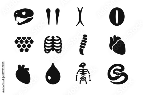 Snake Anatomy Icons. Snake Anatomy. Solid icon set of Snake Anatomy: skull, fangs, forked tongue, eye slit, scale texture, rib cage, tail rattle, muscle