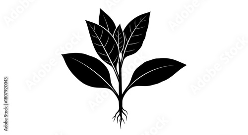 Black and white illustration of a tobacco plant with leaves and roots.