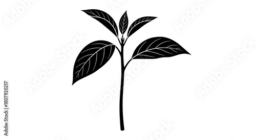 A detailed black and white illustration of a young plant with several leaves sprouting from a central stem.