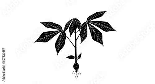 Black and white illustration of a cassava plant with leaves, stem, and root.