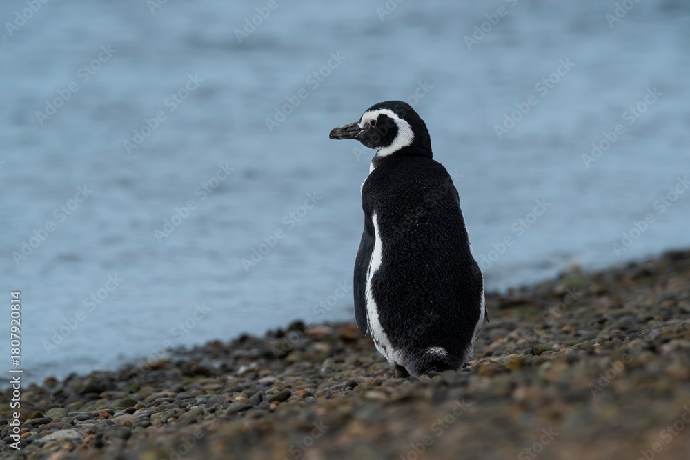 Naklejka premium Magellanic penguin, Caleta Valdes, peninsula Valdes, Chubut Province, Patagonia Argentina
