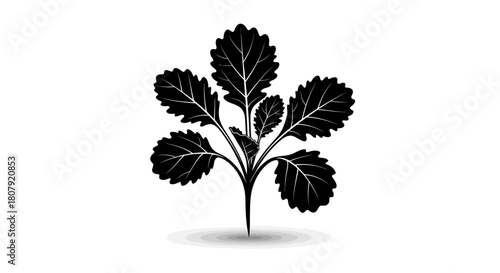 Black silhouette of a small plant with multiple textured leaves and a short stem, casting a subtle shadow on a white background.
