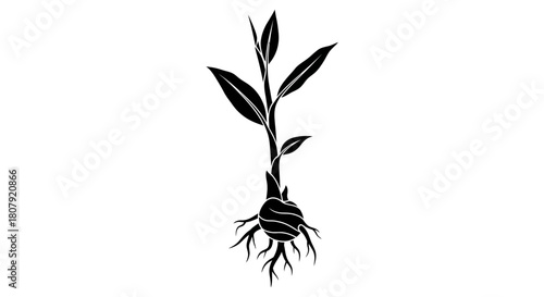 Black and white illustration of a plant with roots, bulb, leaves, and a stem, isolated on white.
