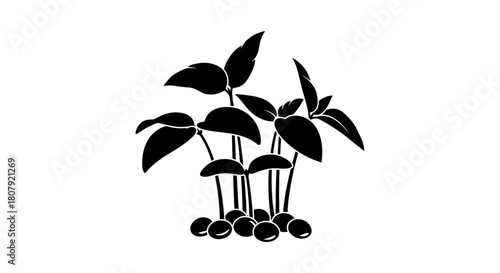 A black and white silhouette of a small cluster of basil sprouts emerging from seeds.
