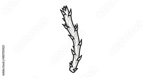 A detailed black and white illustration of a slender, spiky plant stem with sharp protrusions.