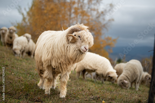 Sheep flock on a pasture and a big ram in the foreground
